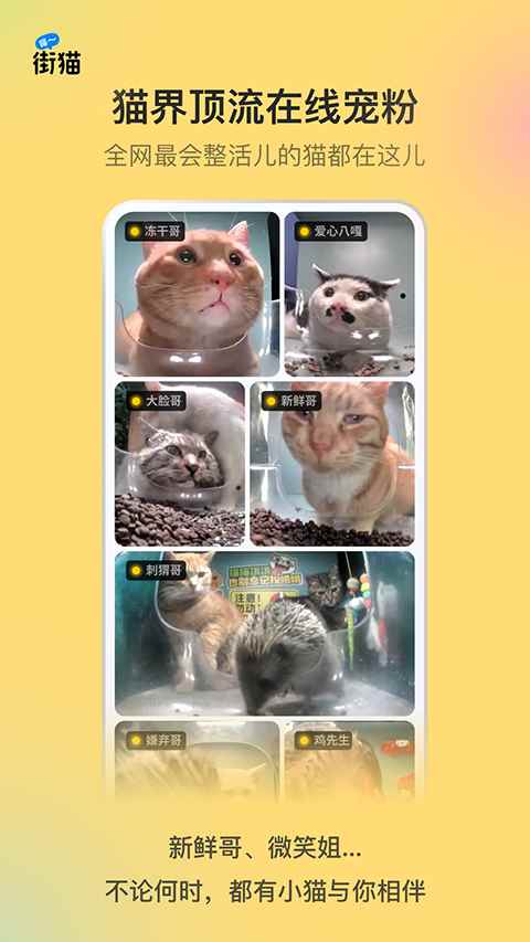 哈啰街猫app图3