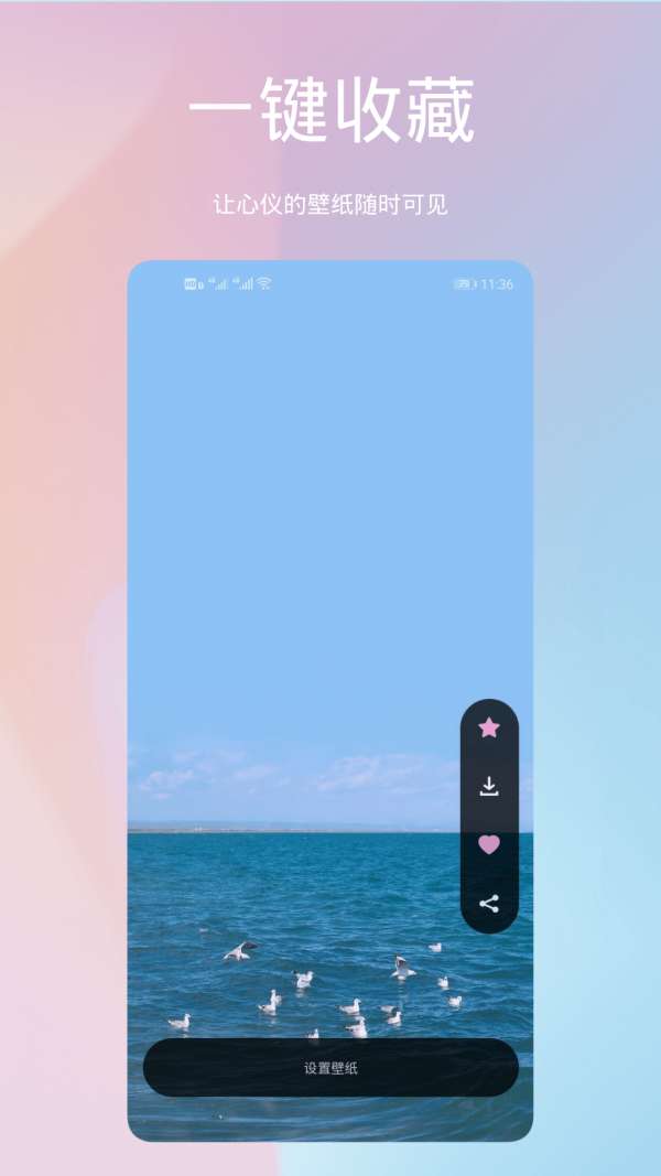 鹦鹉螺壁纸图2
