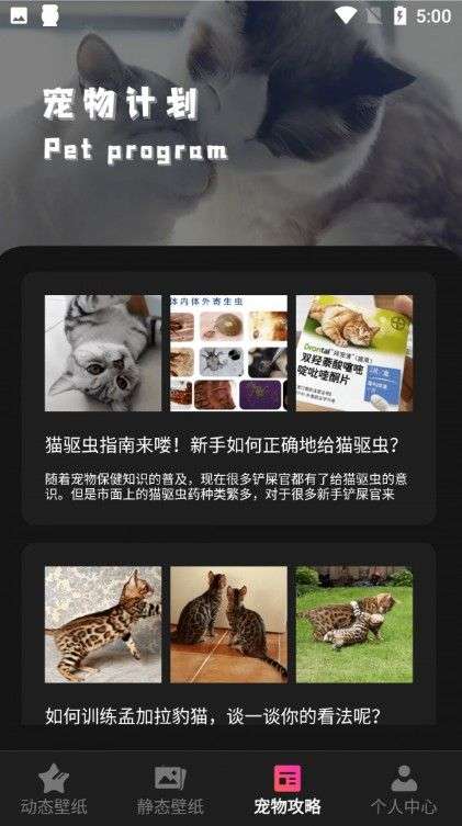 猫咪壁纸图2