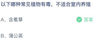 以下哪种常见植物有毒，不适合室内养殖？