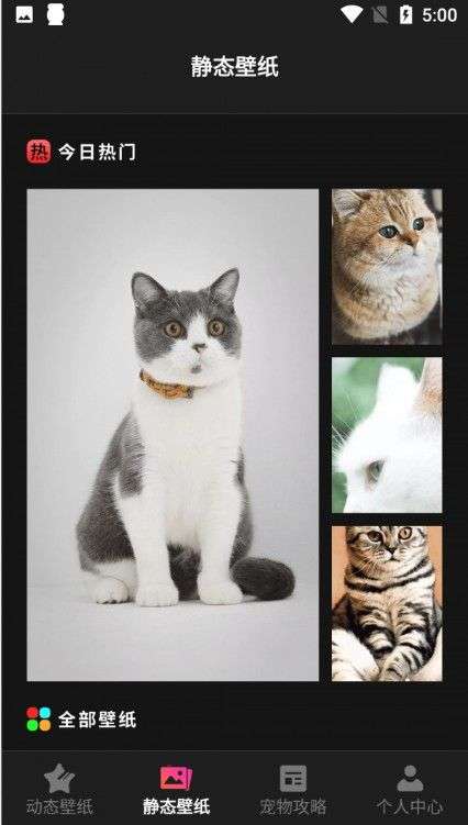 猫咪壁纸图1