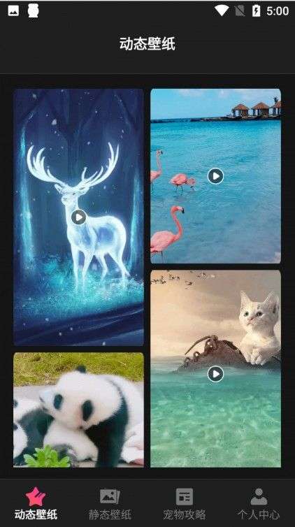 猫咪壁纸图3