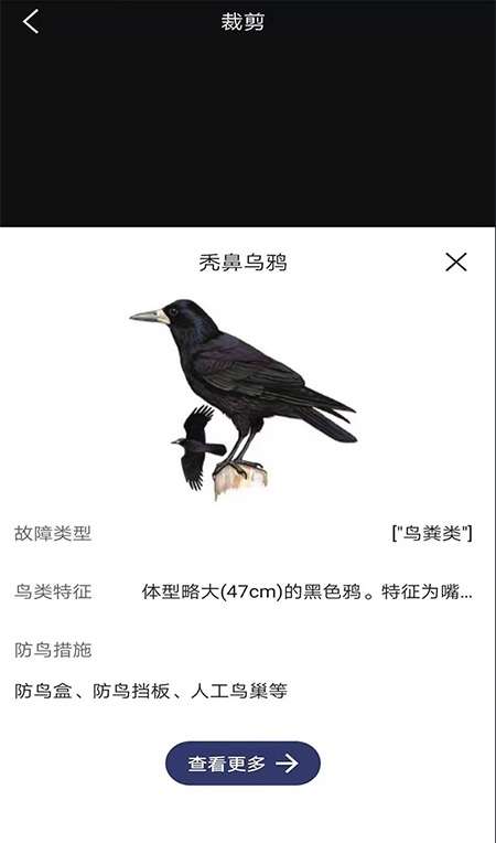识别鸟类截图