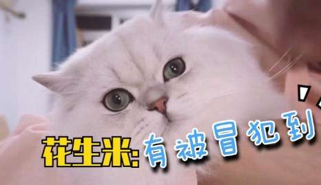 网络用语谢谢有被冒犯到是什么梗 网络用语谢谢有被冒犯到是什么梗