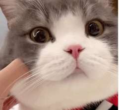网络用语小猫文学是什么梗 网络用语小猫文学是什么梗
