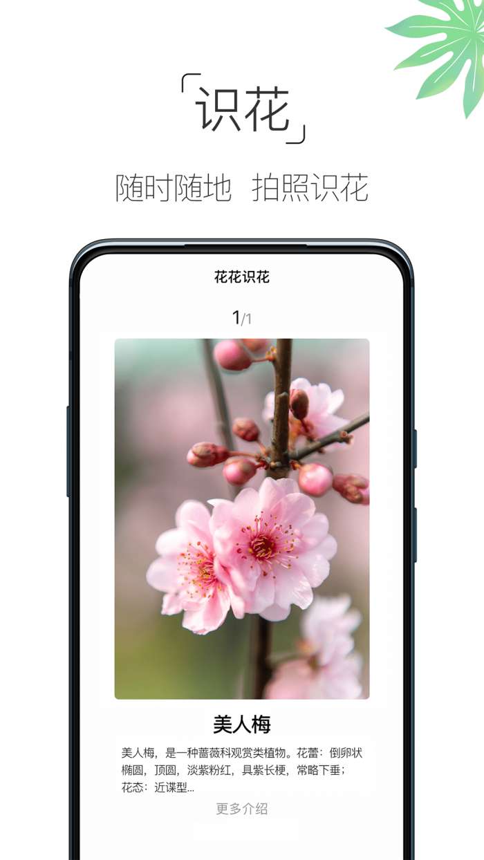 养花大全图2