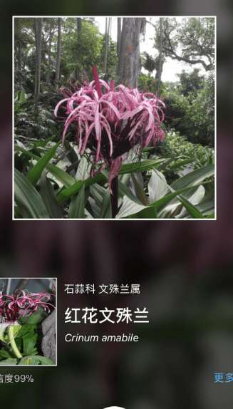 枫叶图片识别安卓版图4