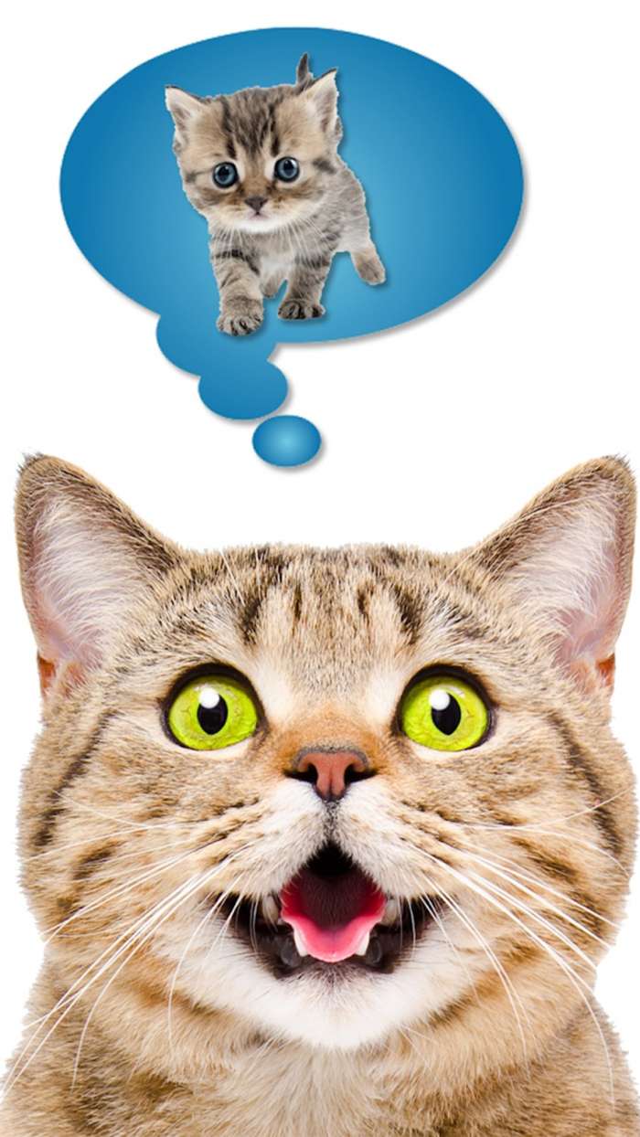 猫语翻译模拟器软件图3